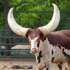 Sheep lot — YR26-SHP-00074