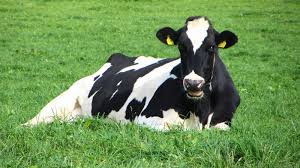 Heifer HIG-091 — YR26-CAT-00091